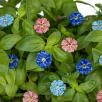 Mini Cornflower