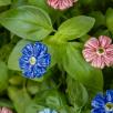 Mini Cornflower