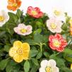 Meadow Buttercup