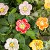 Meadow Buttercup