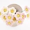 Meadow Buttercup