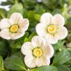 Meadow Buttercup - White