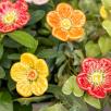 Meadow Buttercup