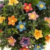 Mirabilis