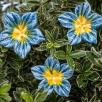 Mirabilis - Dark Blue