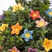Mirabilis