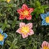 Mirabilis