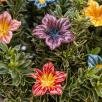 Mirabilis