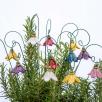 Hanging Bellflower 