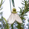 Hanging Bellflower  - White
