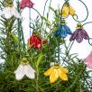 Hanging Bellflower 