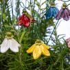 Hanging Bellflower 