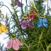 Hanging Bellflower 