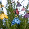 Hanging Bellflower 