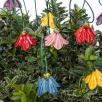 Mini Hanging Bellflower 