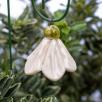 Mini Hanging Bellflower  - White