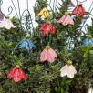 Mini Hanging Bellflower 