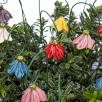 Mini Hanging Bellflower 