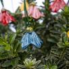 Mini Hanging Bellflower 