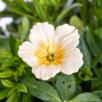 Hibiscus - White