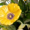 Medium Centerpiece with Garden Cosmos