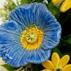 Large Centerpiece with Decor Poppy - Blue