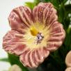 Centerpiece with Hibiscus