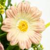 Large Centerpiece with Moonflower