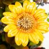 Large Pumpkin Pot Centerpiece with Decor Sunflowers 