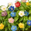 Linum Flower