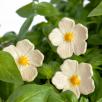 Linum Flower - White