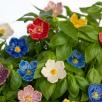 Linum Flower