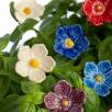 Linum Flower