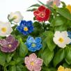 Linum Flower