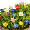 Linum Flower