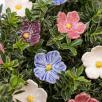 Linum Flower