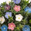 Linum Flower