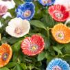 Little Garden Poppy