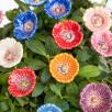 Little Garden Poppy