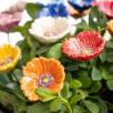 Little Garden Poppy