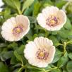 Little Garden Poppy - White