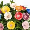 Garden Poppy