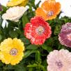 Garden Poppy