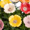 Garden Poppy
