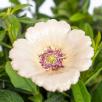 Garden Poppy - White