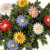 Meadow Daisy