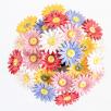 Meadow Daisy