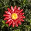 Meadow Daisy - Red