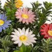 Meadow Daisy
