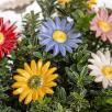 Meadow Daisy